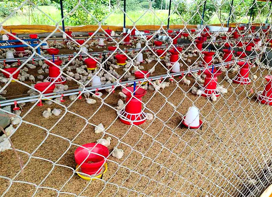 Poultry chain link fencing roll, 1.25 inch mesh, 16 gauge, 100 GSM