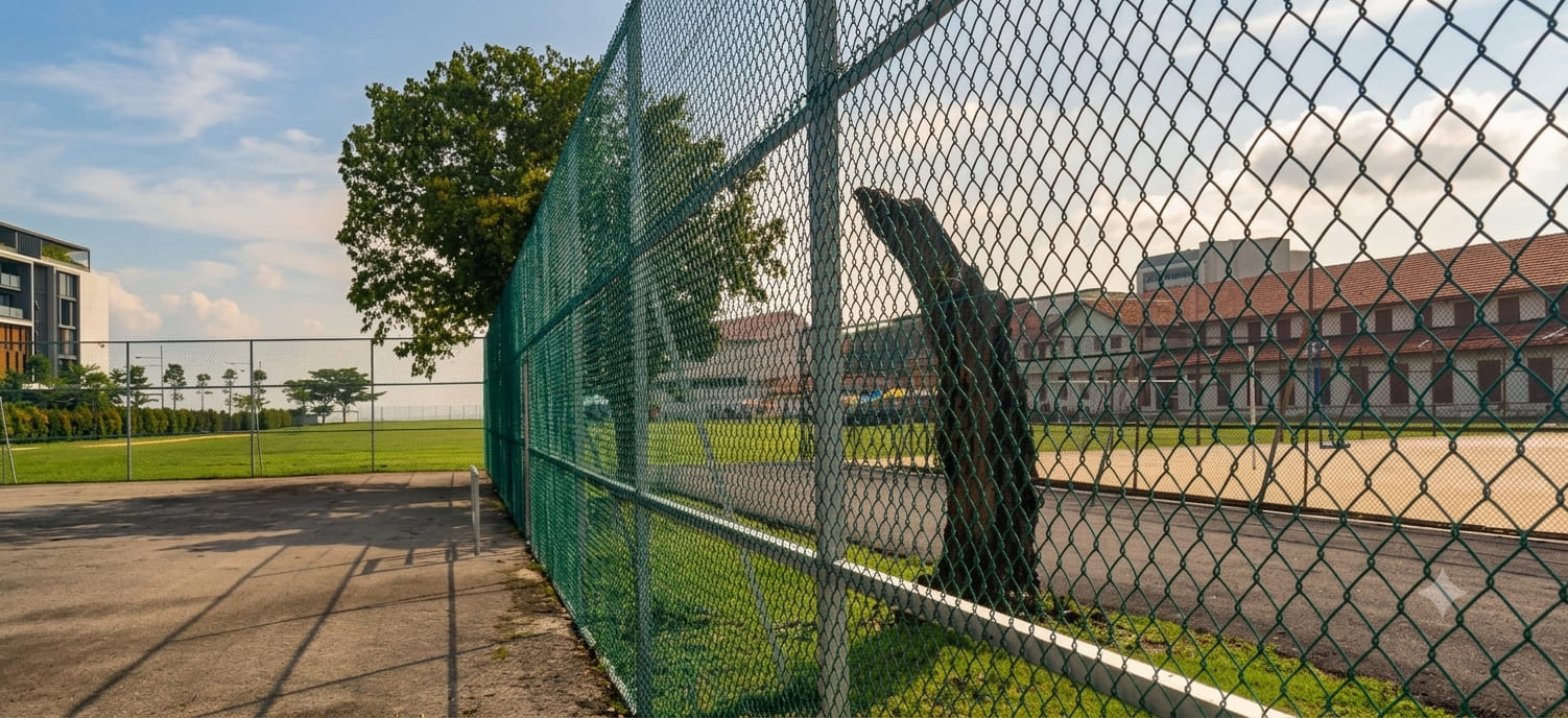 Green PVC-coated chain link fence installed around an outdoor sports court for secure recreational and institutional perimeter fencing.