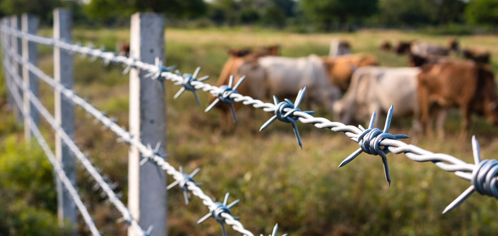 100 GSM Galvanized Barbed Wire for Agricultural, Residential, and Commercial Boundary Fencing
