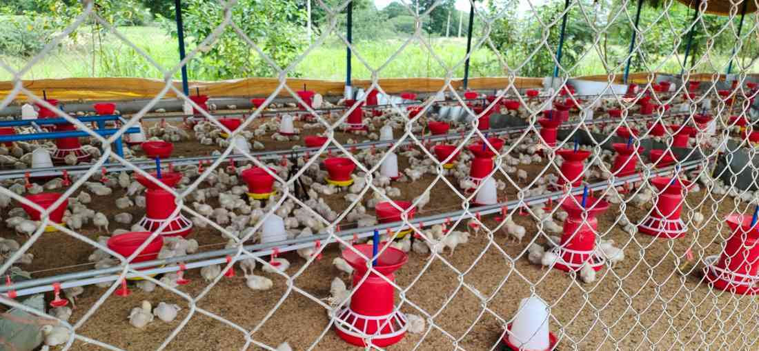 Poultry Chain Link Fence with Galvanized Steel Mesh for Poultry Farms and Livestock Enclosures