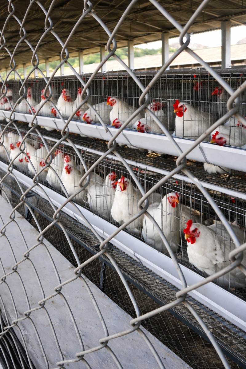 Poultry Chain Link Fence with Galvanized Steel Mesh for Poultry Farms and Livestock Enclosures